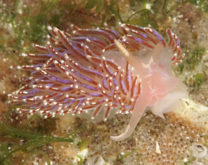 Facelina auriculata