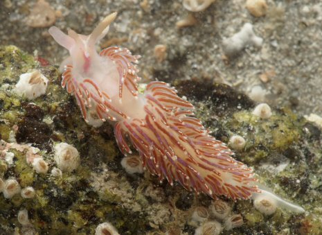 Facelina auriculata