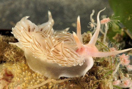 Facelina bostoniensis