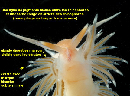 Facelina bostoniensis
