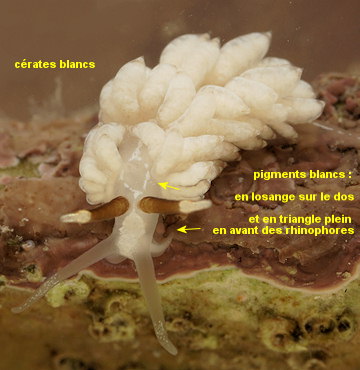 Favorinus branchialis