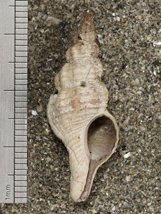 Pseudofusus rostratus