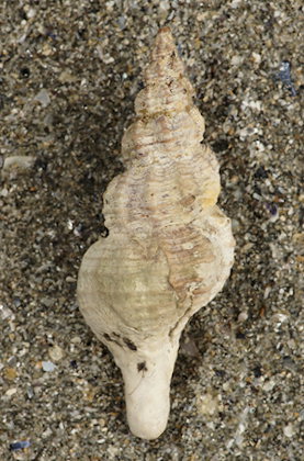 Pseudofusus rostratus