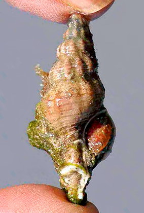 Pseudofusus rostratus