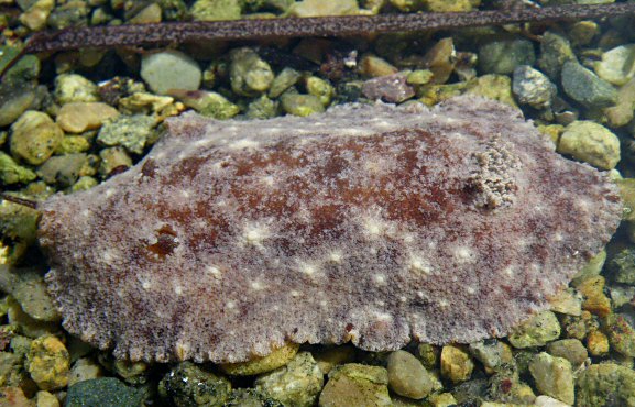 Geitodoris planata