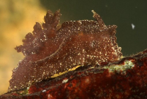 Pelagella castanea