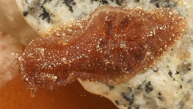 Pelagella castanea