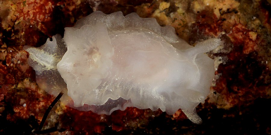 Okenia nodosa