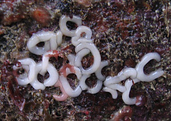 Okenia nodosa (ponte)