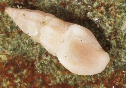 Haedropleura septangularis