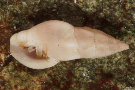 Haedropleura septangularis