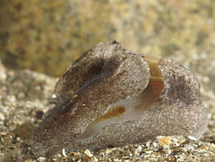 Haminoea navicula