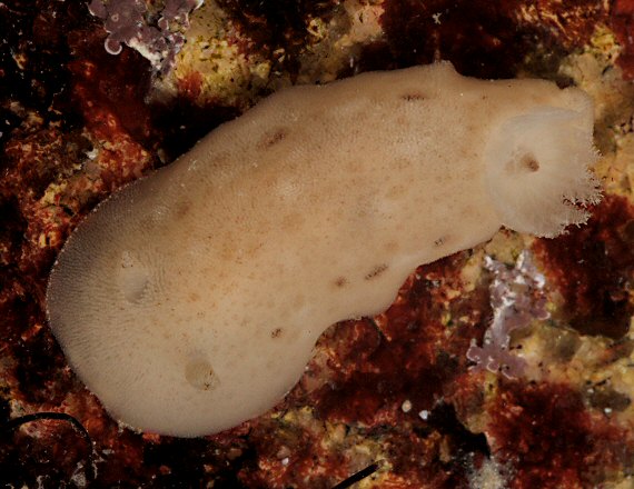 Jorunna tomentosa