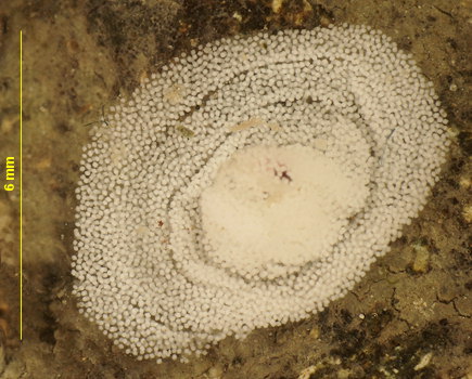 Limacia clavigera (ponte)