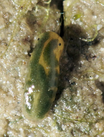 Limapontia depressa