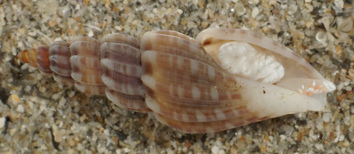 Mangelia costulata