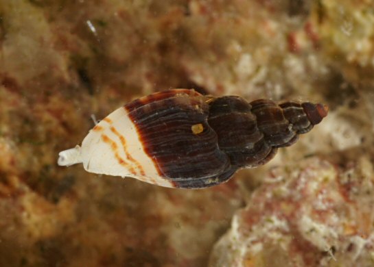 Mangelia costata