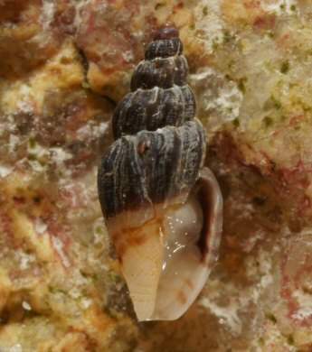 Mangelia costata