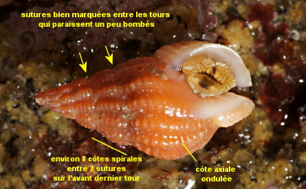 Tritia incrassata