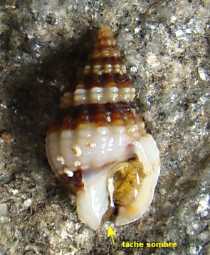 Tritia incrassata