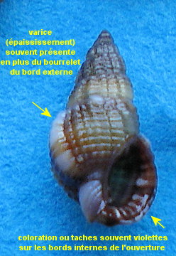 Tritia varicosa