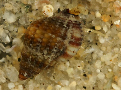 Tritia varicosa