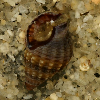 Tritia varicosa