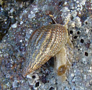 Tritia reticulata