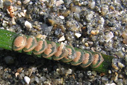 Tritia reticulata (ponte)