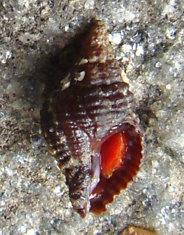 Ocinebrina aciculata