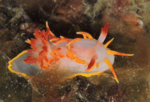 Okenia elegans