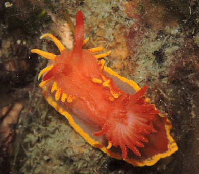 Okenia elegans