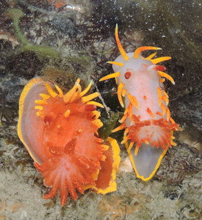 Okenia elegans