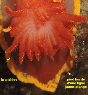 Okenia elegans