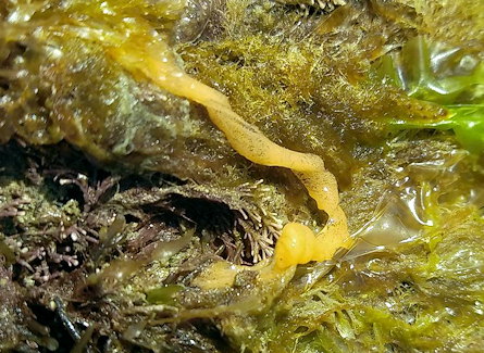 Okenia elegans