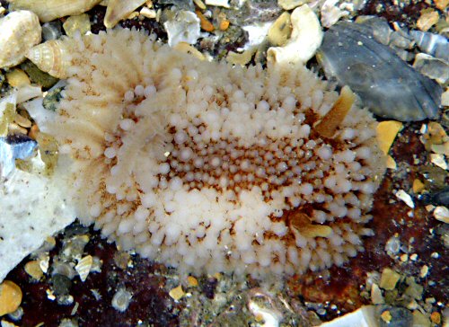 Onchidoris bilamellata