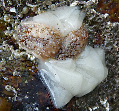 Onchidoris bilamellata, avec pontes