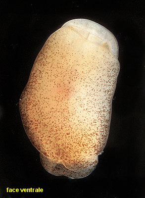 Philine punctata