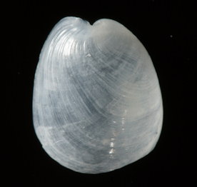 Philine quadripartita