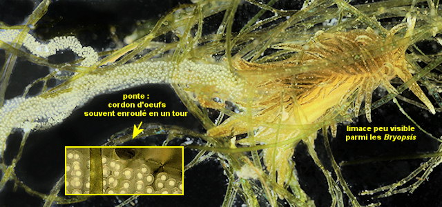 Placida dendritica (ponte)