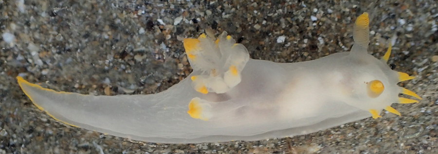 Polycera faeroensis