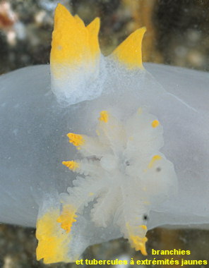 Polycera faeroensis