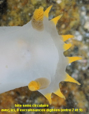 Polycera faeroensis