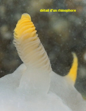 Polycera faeroensis