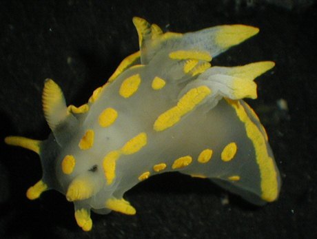 Polycera quadrilineata