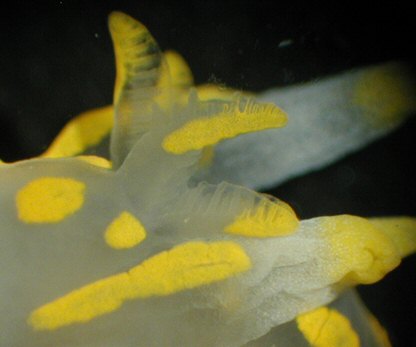 Polycera quadrilineata