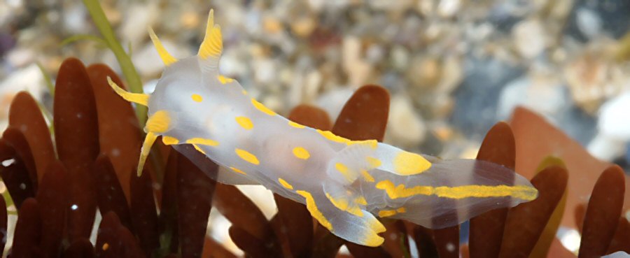 Polycera quadrilineata