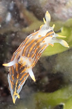 Polycera quadrilineata