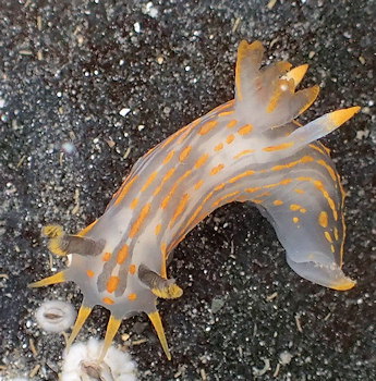 Polycera quadrilineata