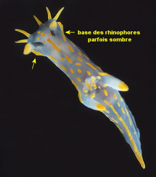 Polycera quadrilineata